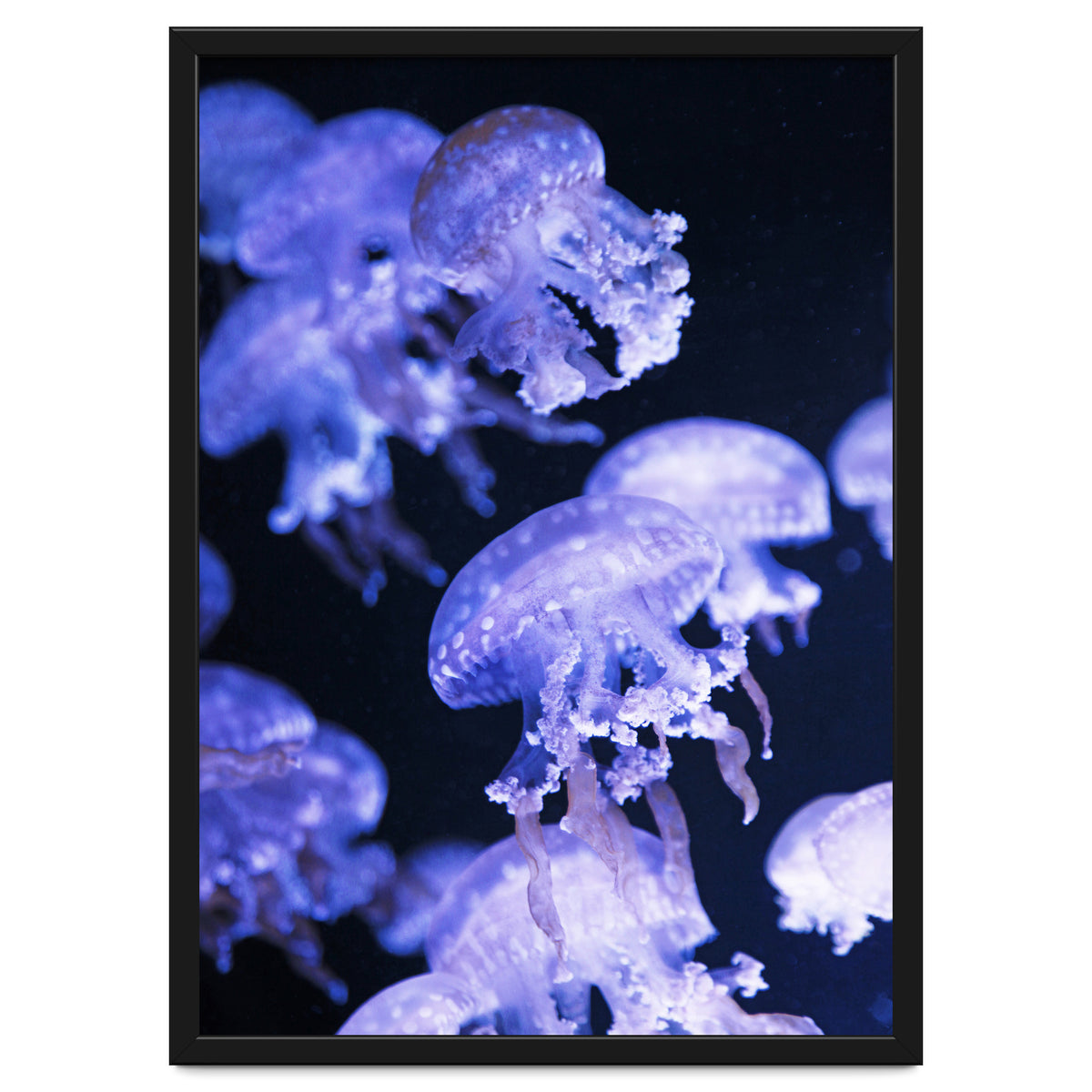 Jellyfish