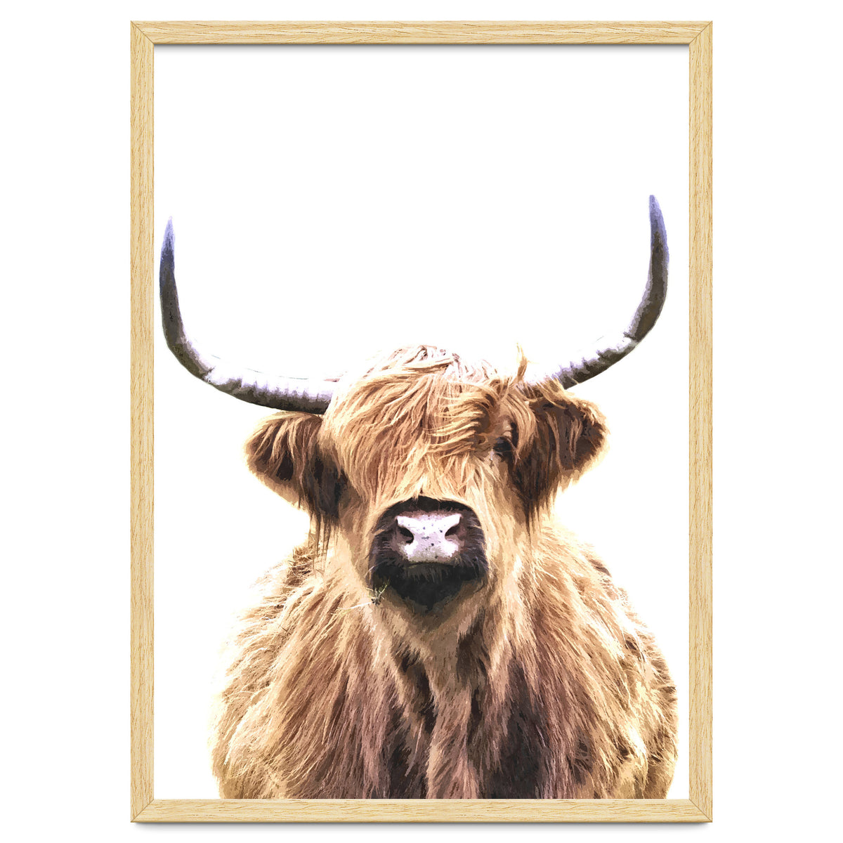 Highland Cow Portrait