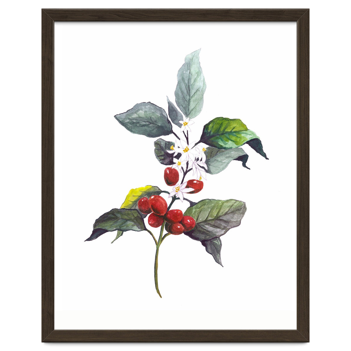 1 Botanical Illustration Kaffee Pflanze