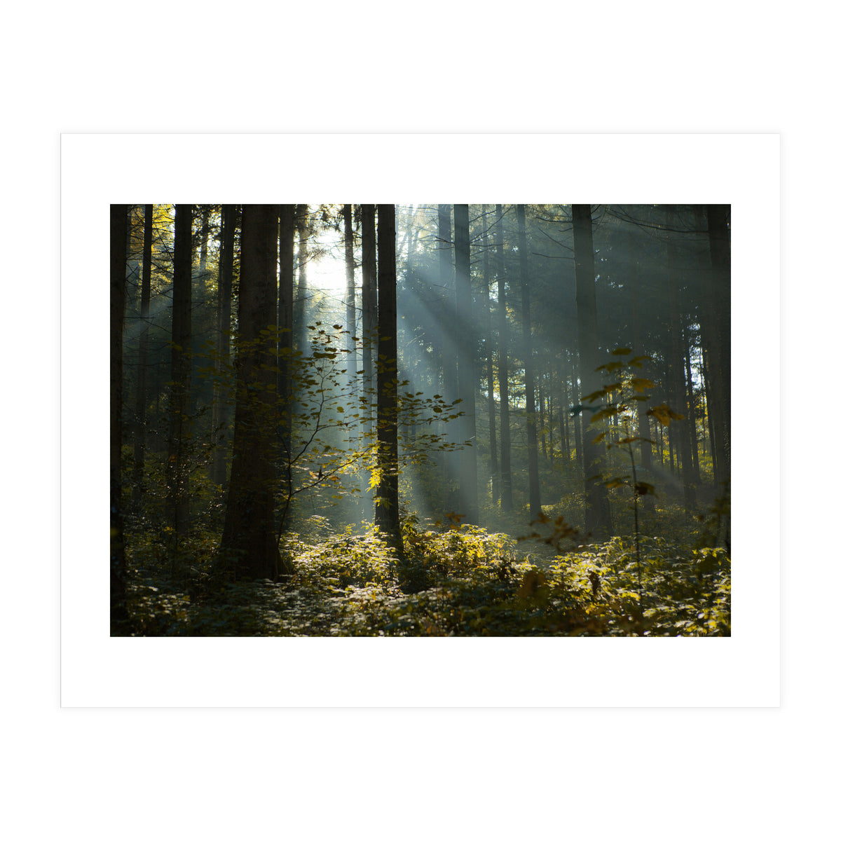 Reidholz (Print Only)