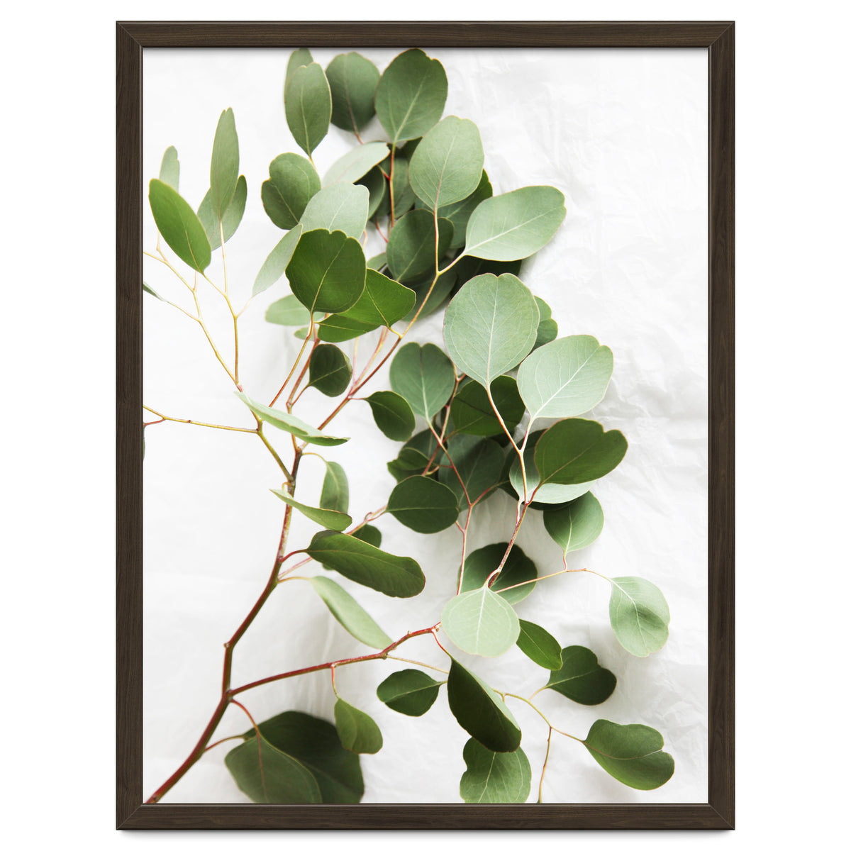 Eucalyptus