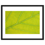 Autumn Leaf thumbnail