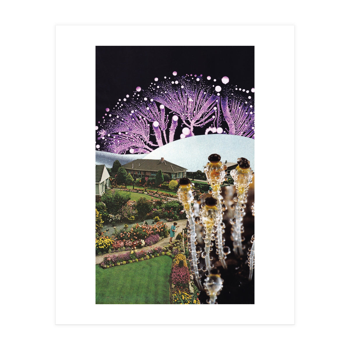 Fungi (Print Only)
