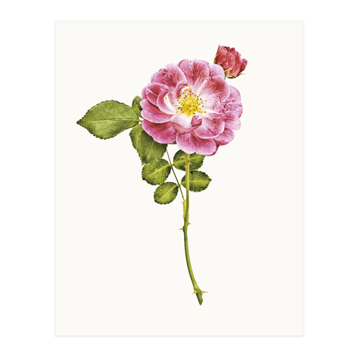 Cc Roses 05 (Print Only)