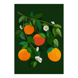 Oranges and Blossoms (Print Only) thumbnail