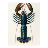 Crimson Crawfish illustrated (Print Only) thumbnail
