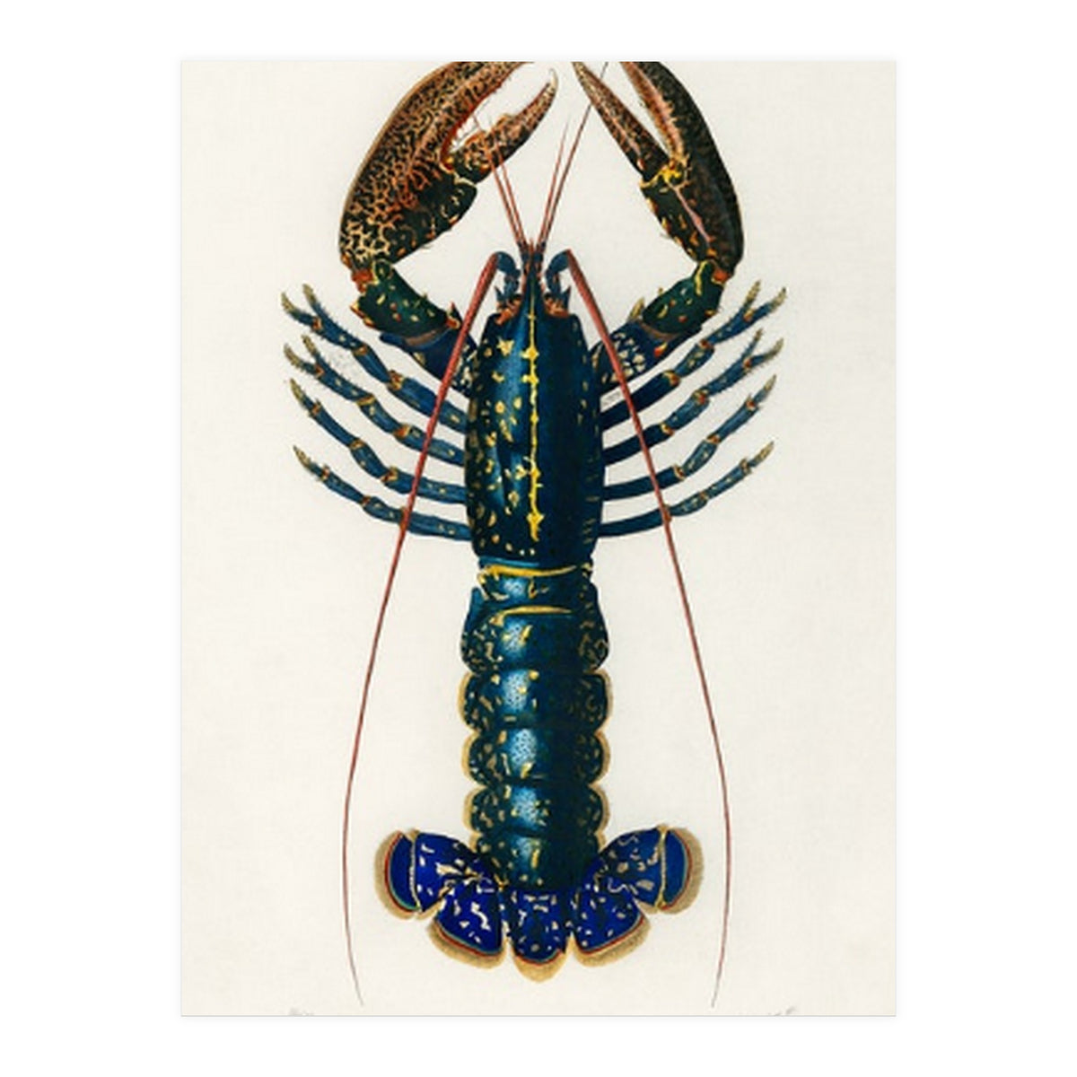 Crimson Crawfish illustrated (Print Only)