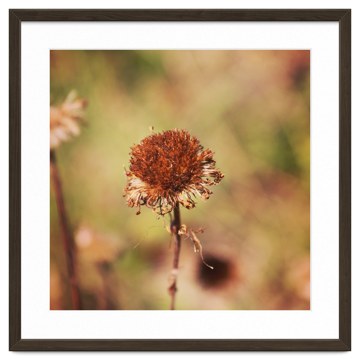dried daisy