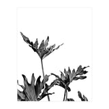 Monstera Black And White 08 (Print Only) thumbnail
