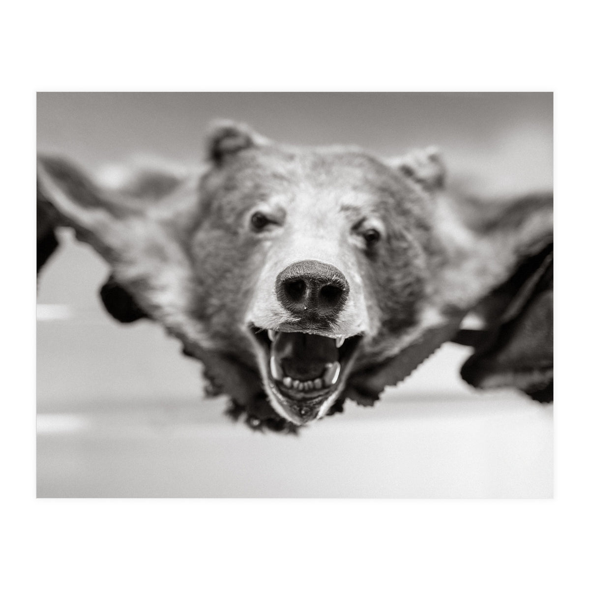 Bear Skin (Print Only)