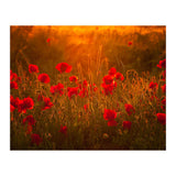 Poppies At Summer (1) (Print Only) thumbnail
