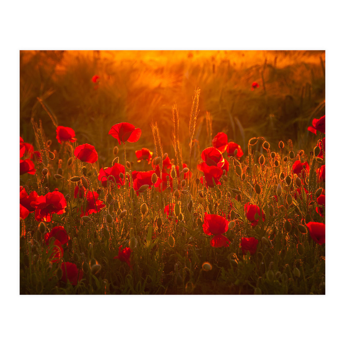 Poppies At Summer (1) (Print Only)