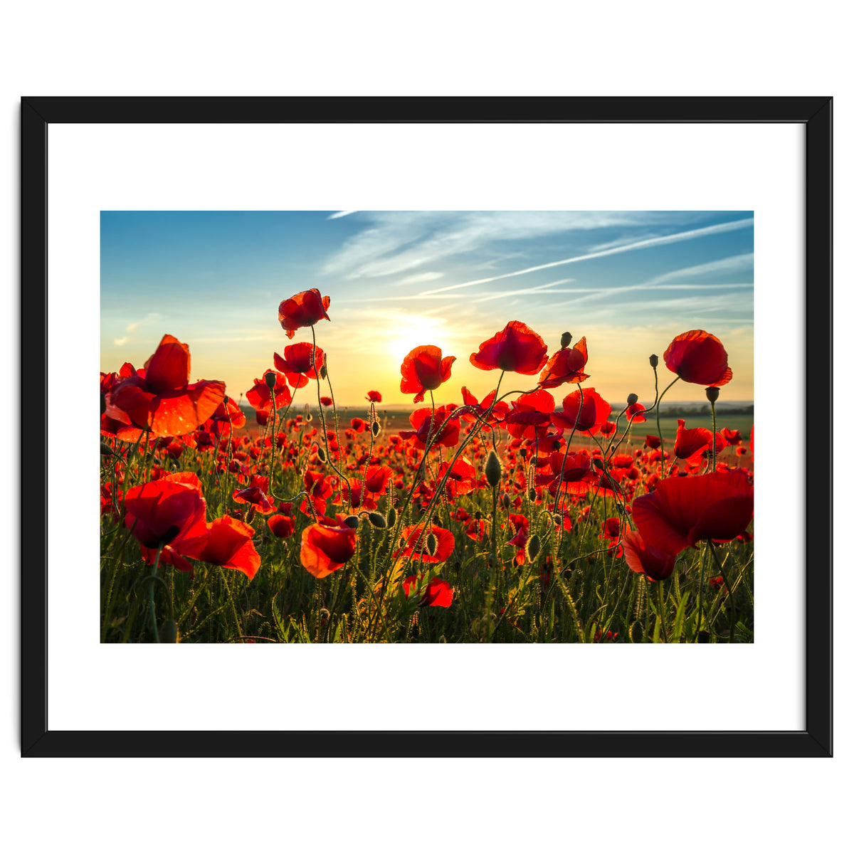 Poppies