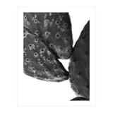 Black Cactus (Print Only) thumbnail
