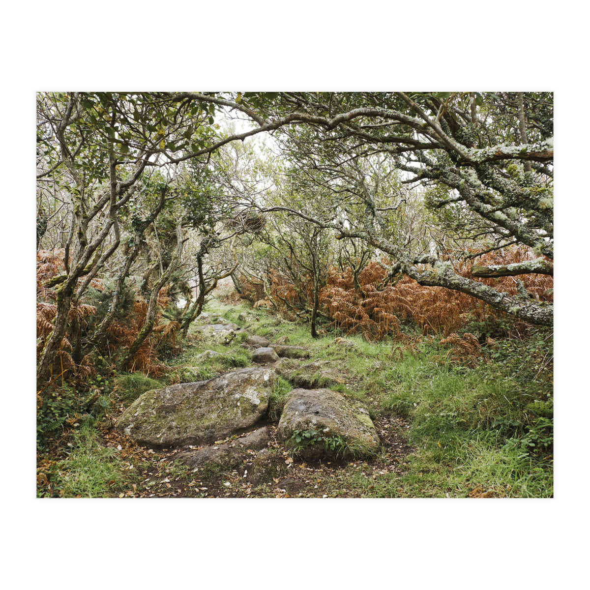 Undergrowth (Print Only)
