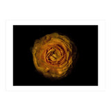 Backyard Flowers No 73 Color Version (Print Only) thumbnail
