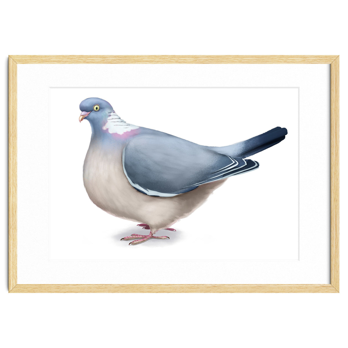 Wood Pigeon