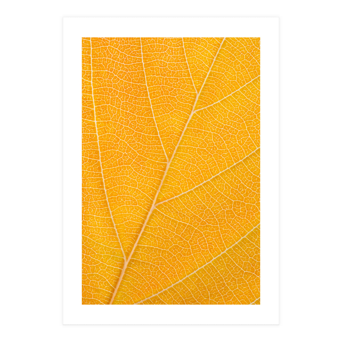 Autumn Leaf (Print Only)