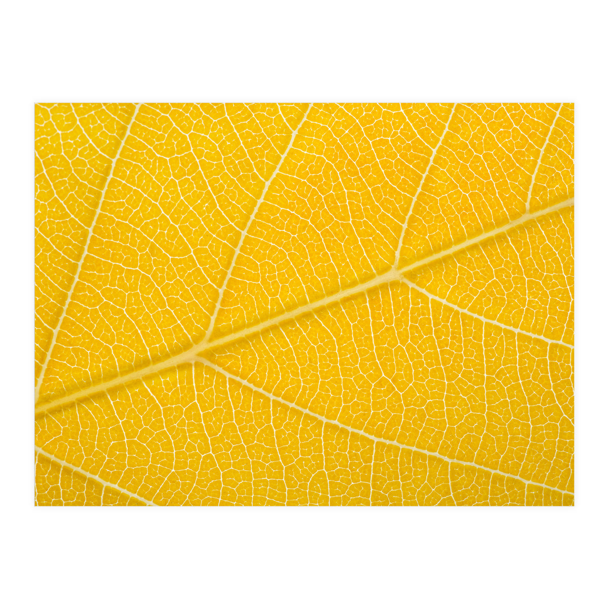 Autumn Leaf (Print Only)