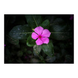 Floral vibes (Print Only) thumbnail
