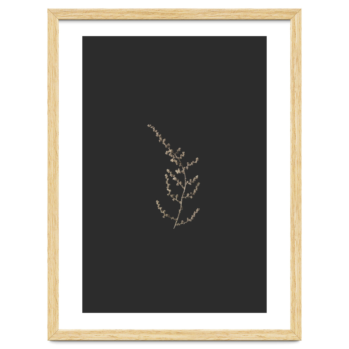 Delicate Golden Fynbos Botanicals on Black