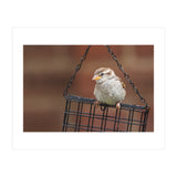 Sparrow (Print Only) thumbnail