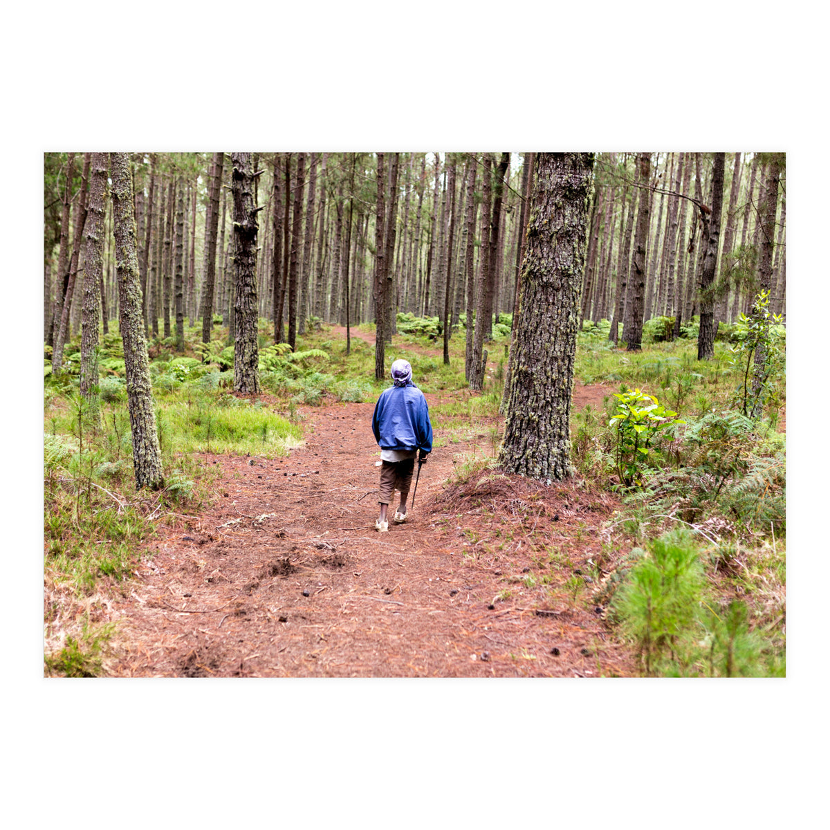 Into the forest (Print Only)