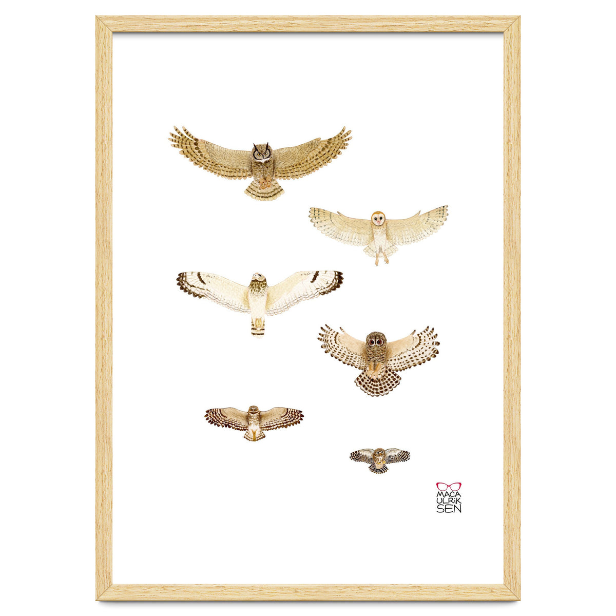 Typical owls & Barn owl