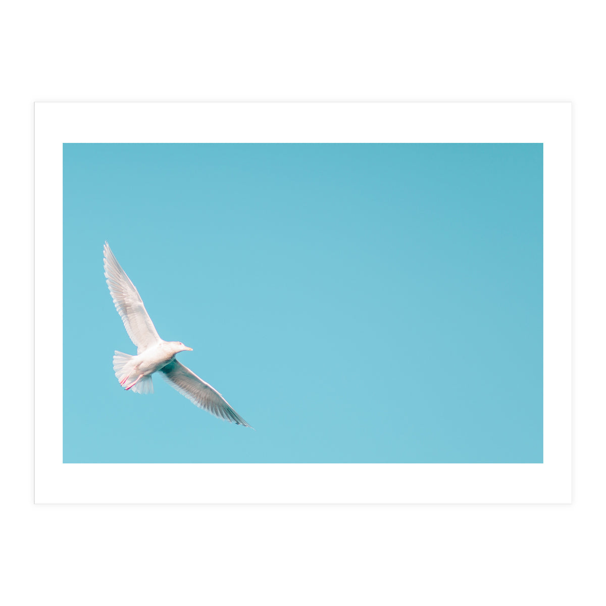 Seagull (Print Only)