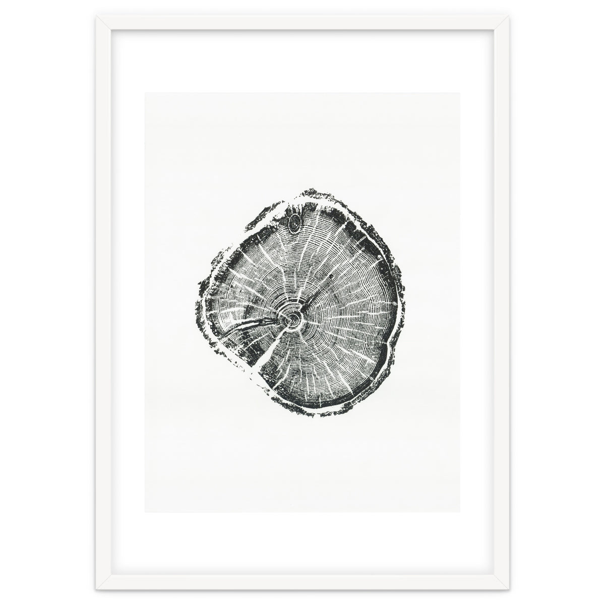 Tree Ring Print, Albion Basin, Utah, Pine Tree Print