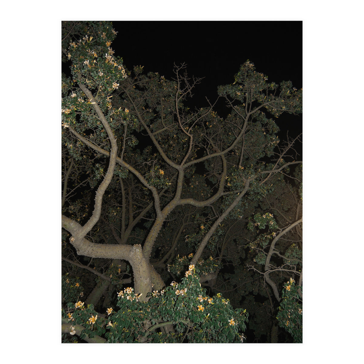 Night in Malaga (Print Only)