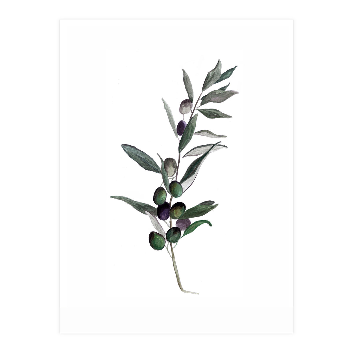 Botanical Illustration Olive (Print Only)