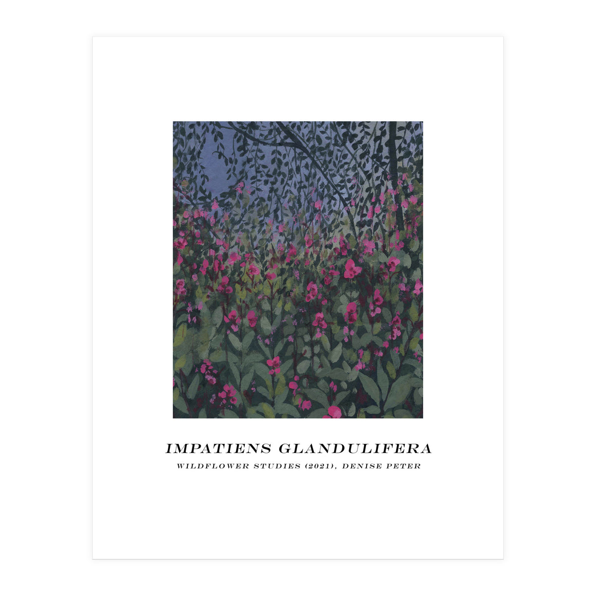 Impatiens Glandulifera (Print Only)