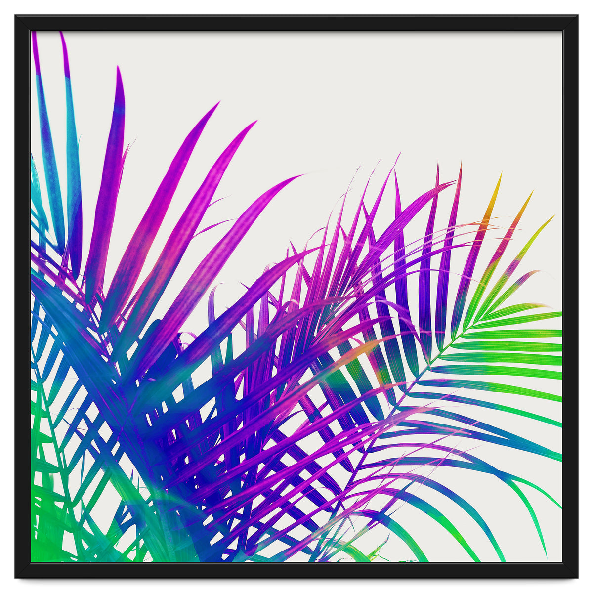 Colorful Palm