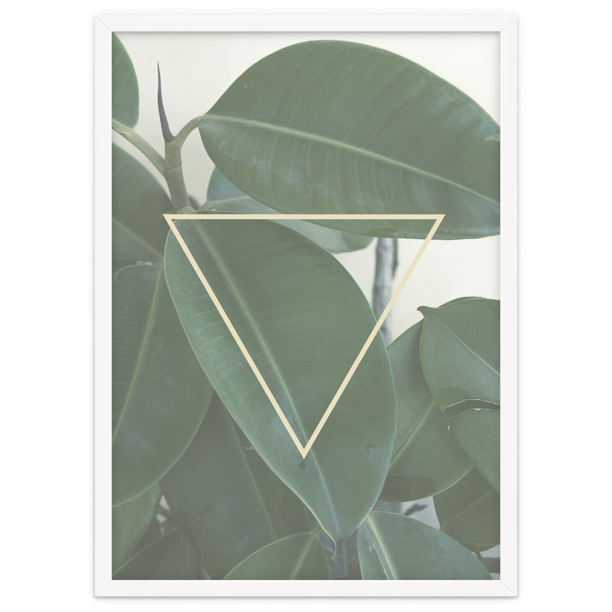 ficus triangle