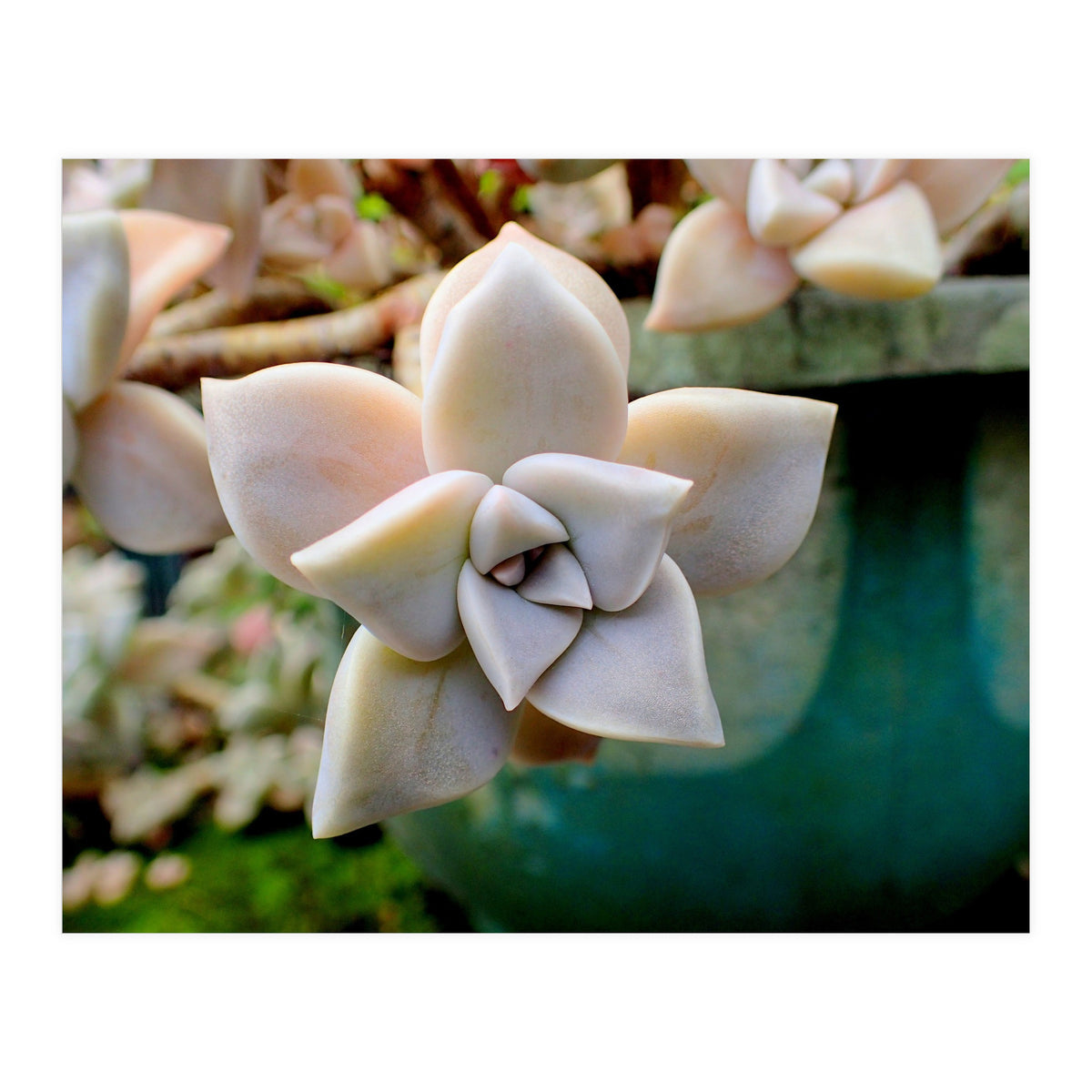 Succulent Love (Print Only)