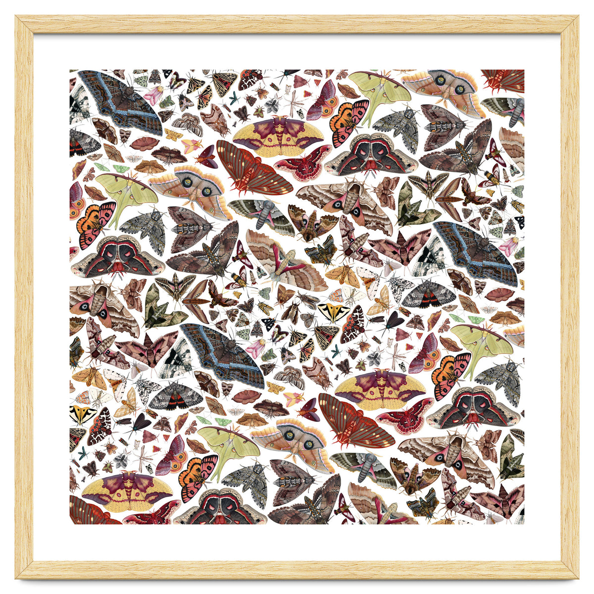 Moths of North America Pattern