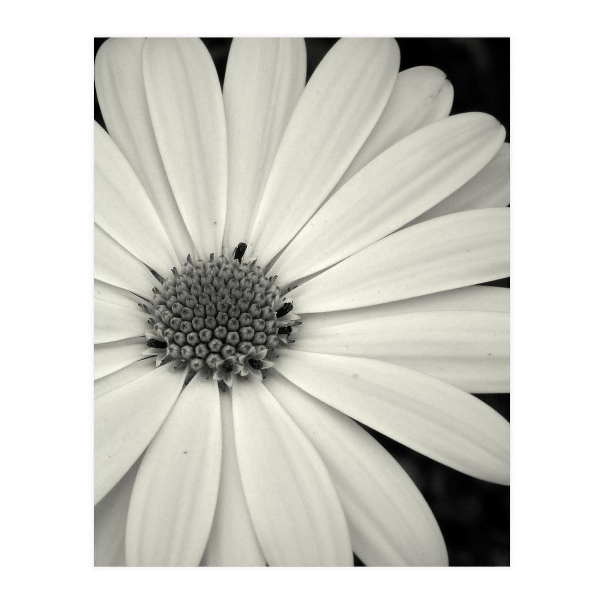 Simplicity  (Print Only)