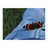 Friendly Butterfly (Print Only) thumbnail