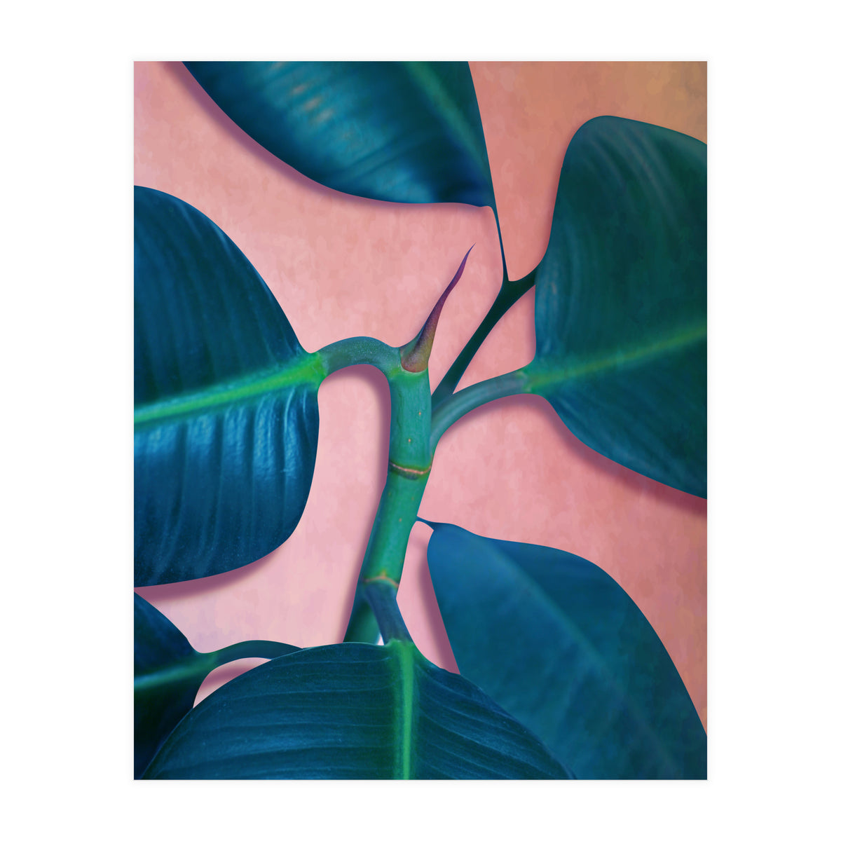 Ficus Elastica (Print Only)