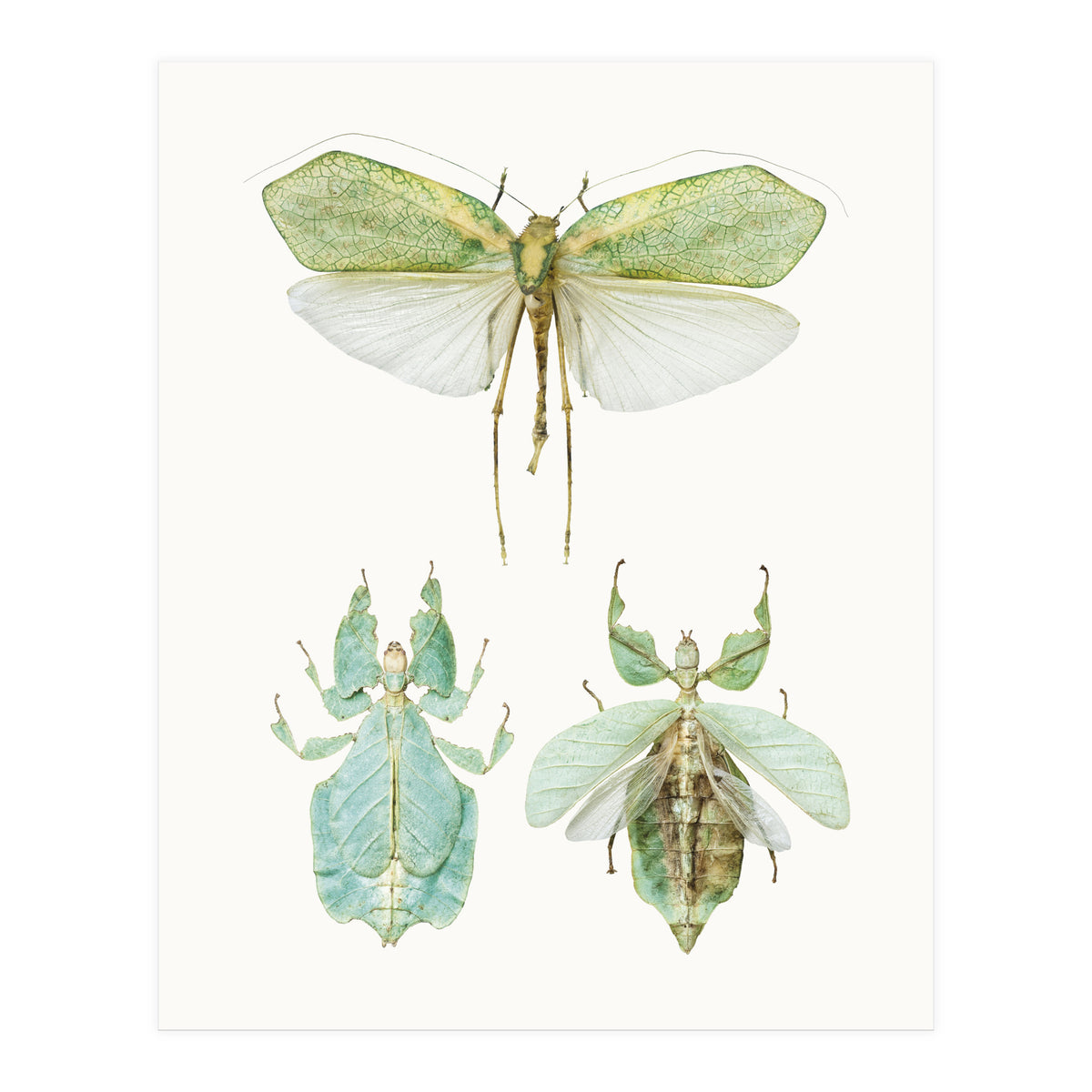 Cc Insects 07 (Print Only)