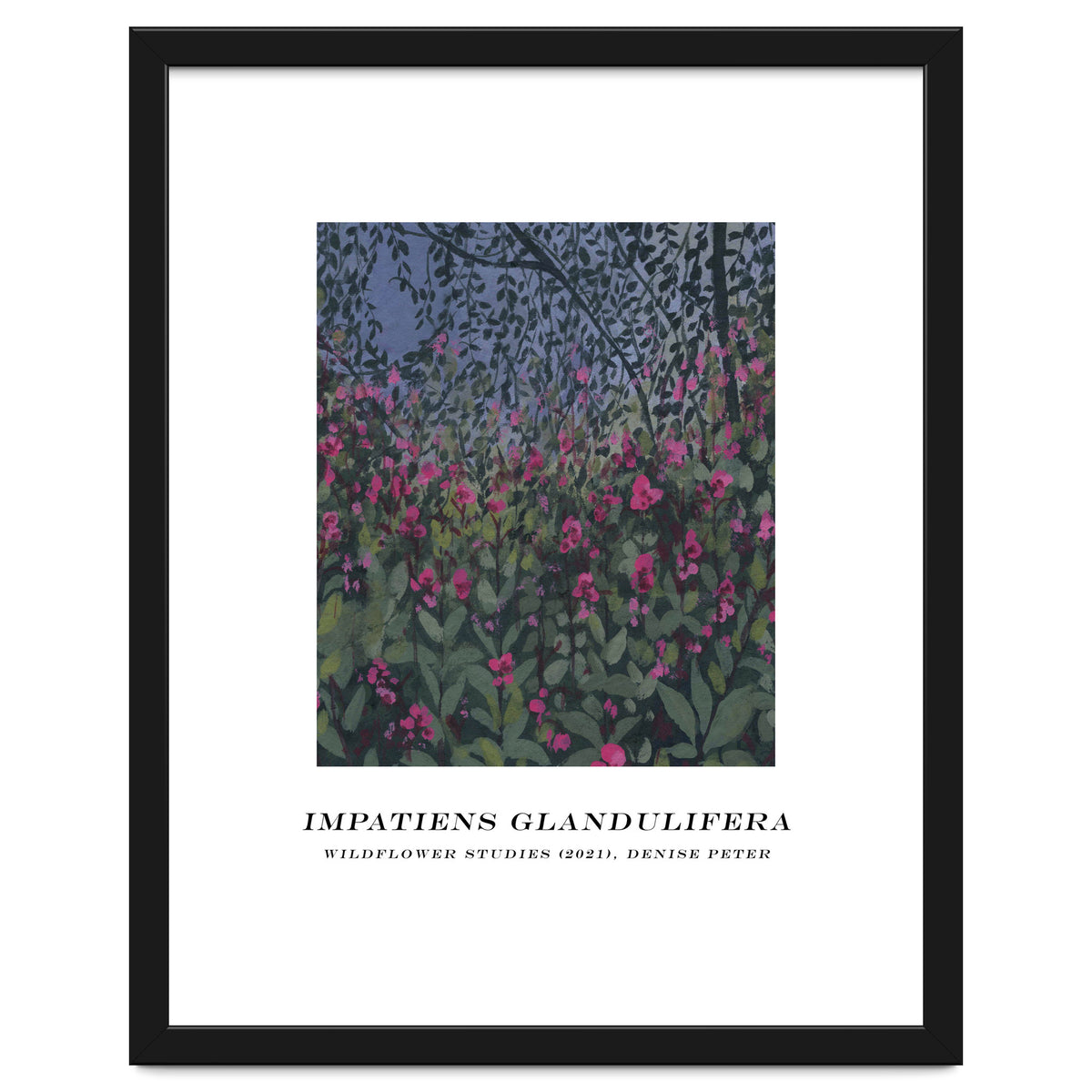 Impatiens Glandulifera