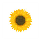 Watercolor Sunflower (Print Only) thumbnail