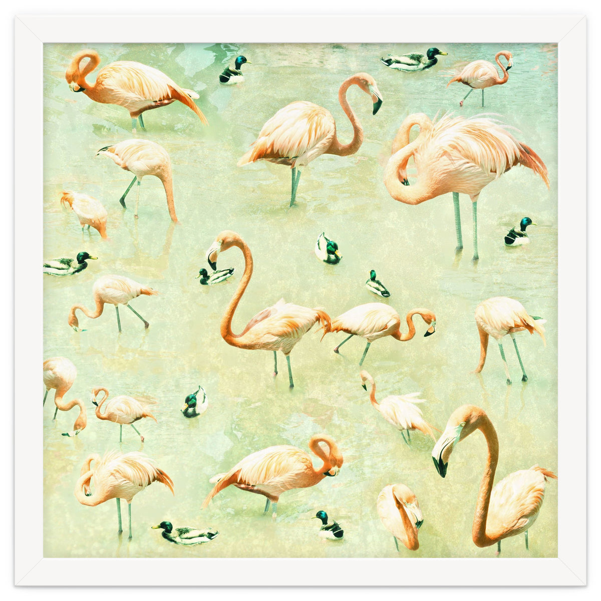 Flamingos