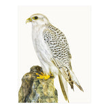 Cc Bird 03 (Print Only) thumbnail