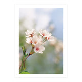 FLOWER (Print Only) thumbnail