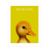 Duckling (Print Only) thumbnail
