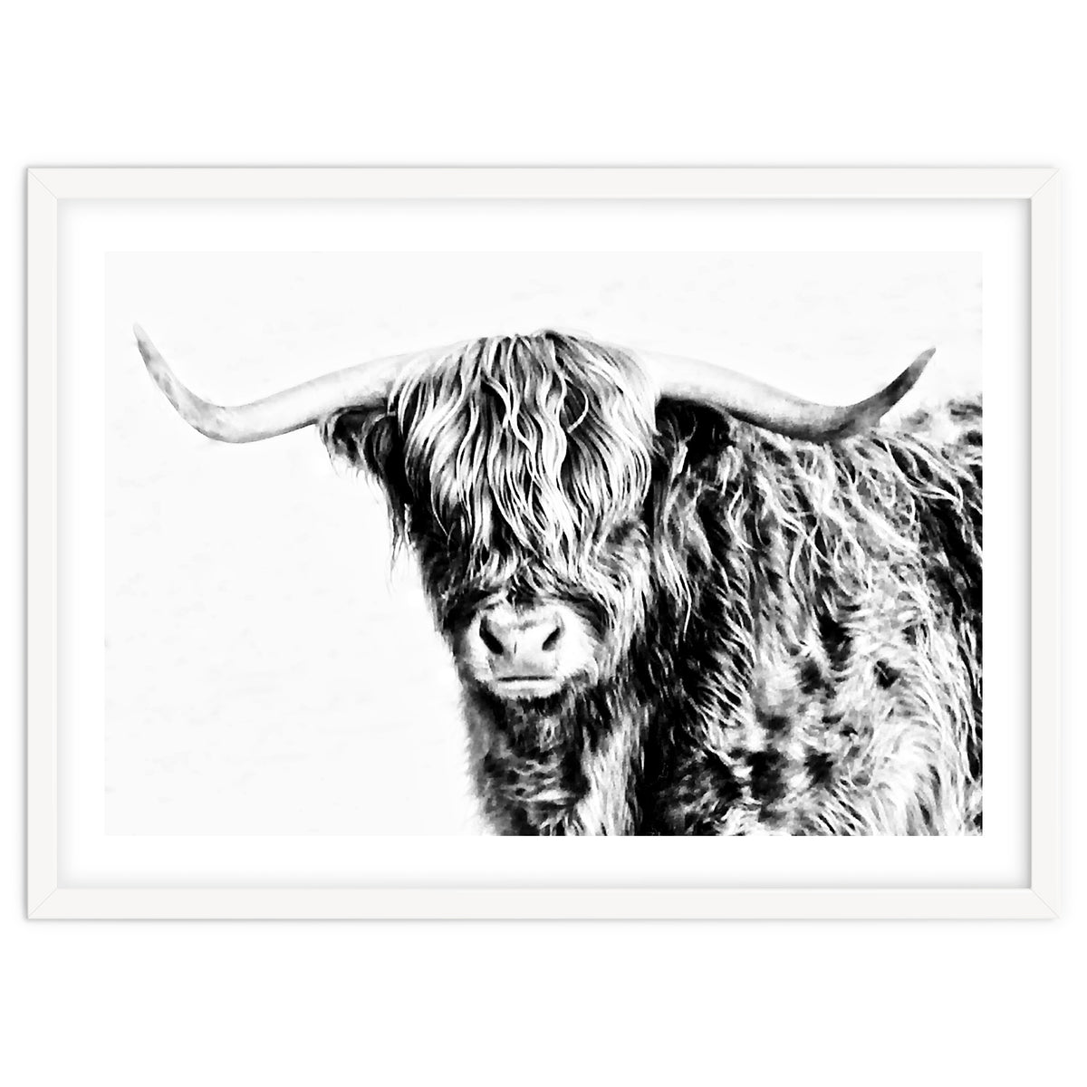 Highland bull