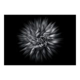 Backyard Flowers In Black And White 20 Flow Version (Print Only) thumbnail