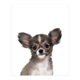 Chihuahua (Print Only) thumbnail